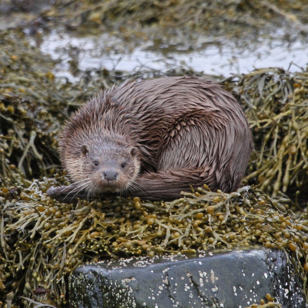 Otter from the Wildlife Hide