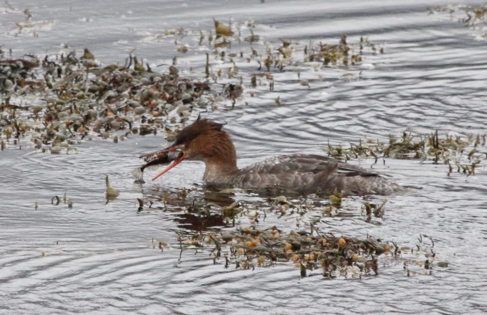 Red Breasted Merganser - Female with Fish