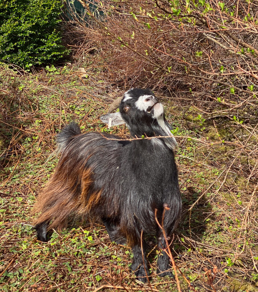 Pygmy goat