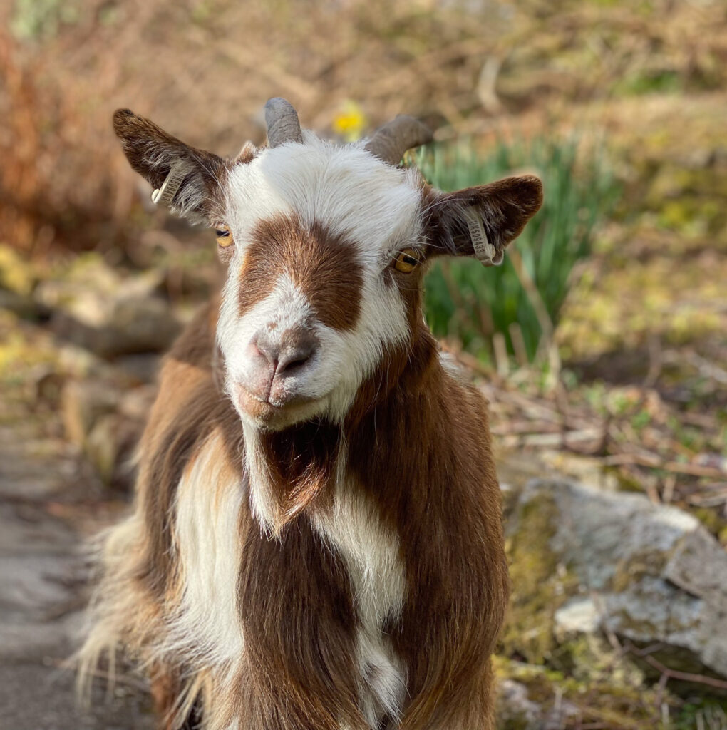 Pygmy goat
